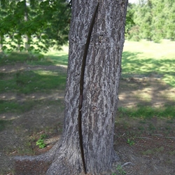 Medieval Longbow MLB